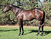 Lot 120     Colt - More Than Ready ex  Optimist
