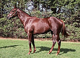 Lot 470 Filly - Written Tycoon ex Gold Anthem