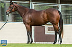 Lot 635 - FIREFLY MUSICNo Nay Neverex Festival PrincessRacehorse Filly/Mare-Click here