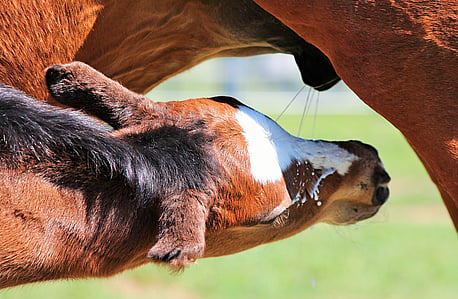 Foaling