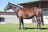 Lot 487 - Unreal Deal-Click here