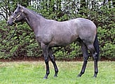 Lot 330    Colt - Snitzel ex        Arinosa