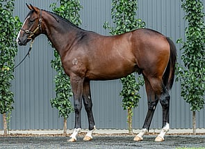 Lot 725 - Lucky Vega - Soosa Rama Colt-Click here