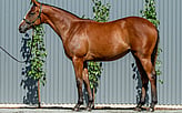 Lot 541 - Extreme Choice - Lady No More filly-Click here