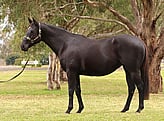 Lot 26 - DAWAALonhroex RewaayaBroodmare-Click here