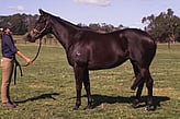 Lot 263 - Maggie's Girl-Click here