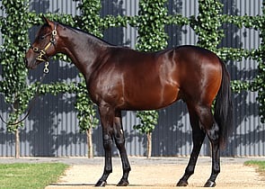 Lot 157 - Too Darn Hot (GB) x ShoshaColt-Click here-