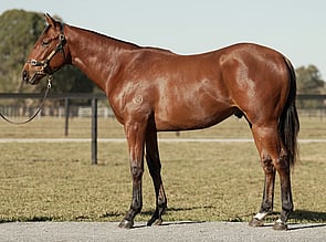 Lot 1464 - Saxon Warrior - Bouboulina Colt-Click here