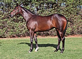 Lot 473 Filly - Dundeel ex       Green Roller