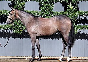 Lot 70 - Best Of Bordeaux x Astara (NZ) Colt-Click here