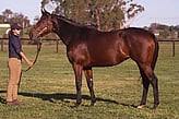 Lot 106 - With a Bit of Dash-Click here