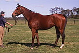 Lot 127 - Carrera To The Max-Click here