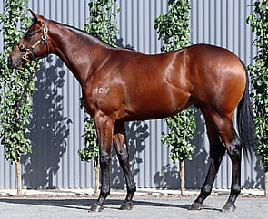 Lot 492 - I Am Invincible x Different To (NZ) Colt-Click here