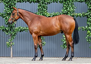 Lot 303 - Castelvecchio x I Am VerveColt-Click here