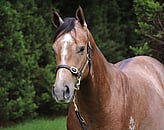 Lot 361     Colt - Zoustar ex Bugaboo