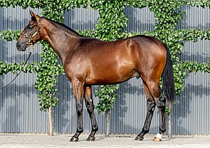 Lot 565 - Tarzino (NZ) x Rare DelightColt-Click here