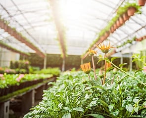 Greenhouse being watered by misting system