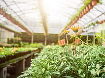 Greenhouse Misting Systems