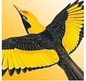 Michael Morcombe Birds of Australia - $45.99 full version