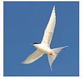 Australian birds guide  - Free bird guide