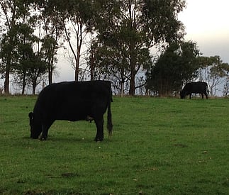cows in the mist