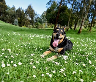 happy Kelpie