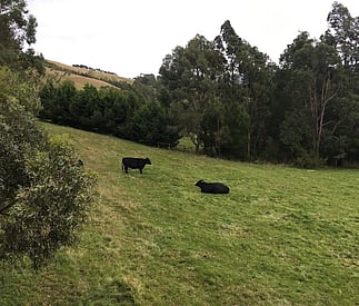 cows relaxing in paddock below Taronga