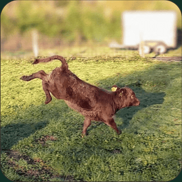 The Farm