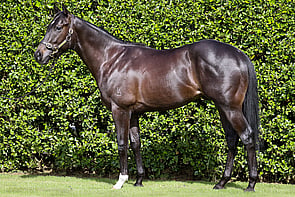 LOT 24 - Per Incanto &ndash; Belle Vie Colt          Breeze Up 10.58