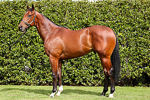 LOT 307 - Hellbent &ndash; Title HolderColtBreeze Up 10.30