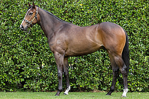 Lot 306 - Ace High &ndash; Tip Top LassGeldingBreeze Up 11.31