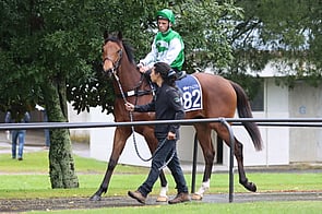 Lot 182 Choisir - Donnica Gelding