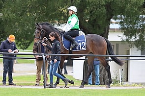 Lot 112 Divine Prophet - Wild Brew Gelding