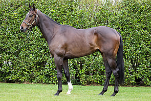LOT 214 - Tivaci &ndash; Pins on IceGeldingBreeze Up 10.59