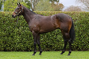 LOT 163 - Per Incanto &ndash; MakkuraGeldingBreeze Up 11.11