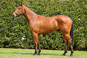 Lot 262 - Star Turn &ndash; SessantesimoGeldingBreeze Up 10.49