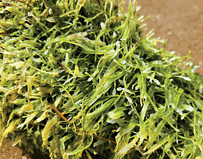 Caulerpa - the weed that is reeking havoc in our waters