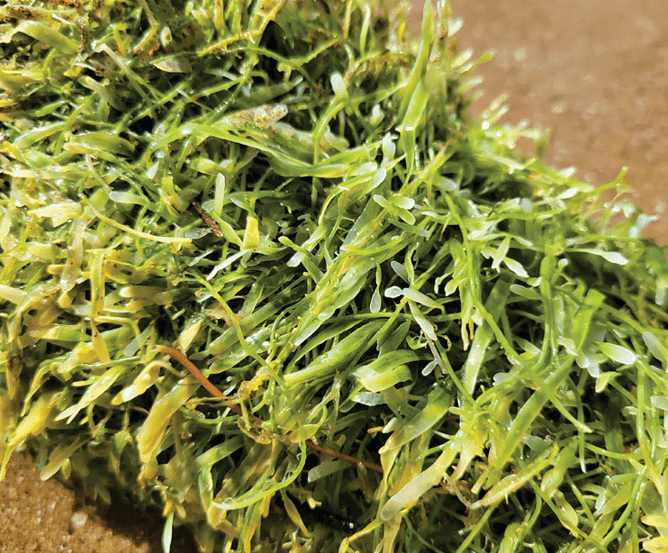 A close-up view of freshly harvested green seaweed piled together.