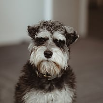 Echo - Therapy Dog