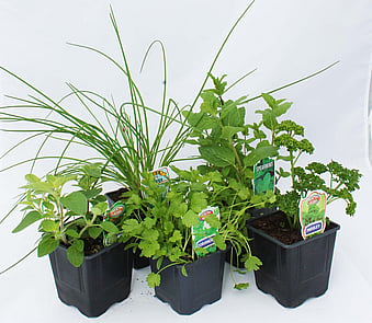 Organically Grown Herbs and Vegetables
