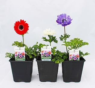 Perennial Flowers
