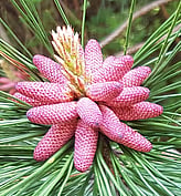 PONDEROSA PINE