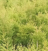 TEA TREE