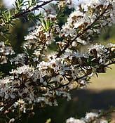 KĀNUKA