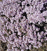 THYME