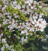 MĀNUKA