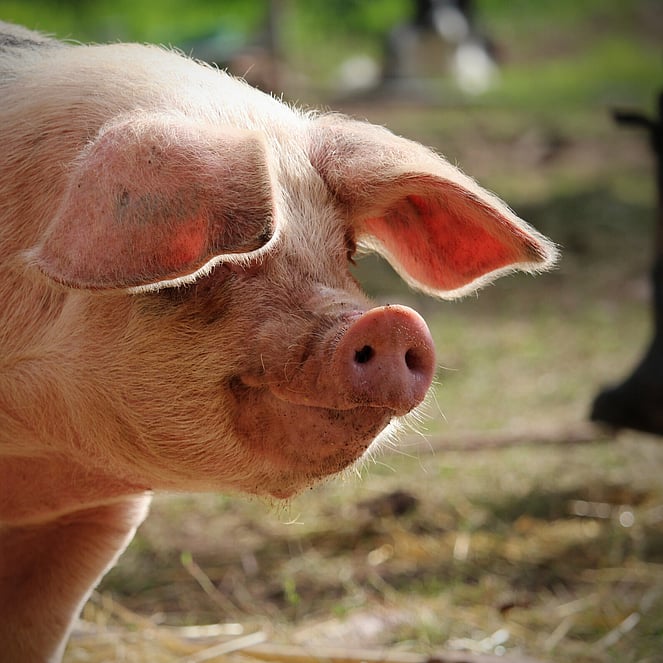 Fi - a Gloucester Old Spot breed pig looking into the picture from the right outside in the sunshine with ears flopping over her eyes