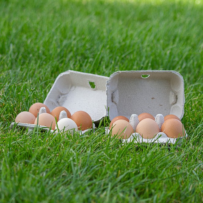 Pasture raised fresh eggs in two egg boxes resting in the grassland