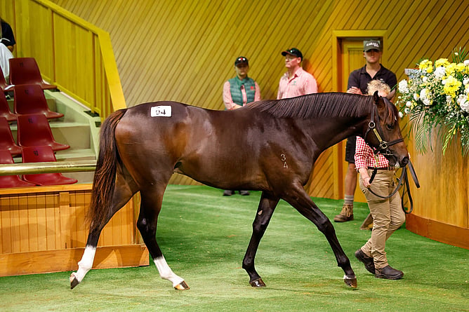 Lot 94 a colt by Proisir was sold for $600,000 from the draft of Trelawney Stud. - Photo: Angelique Bridson