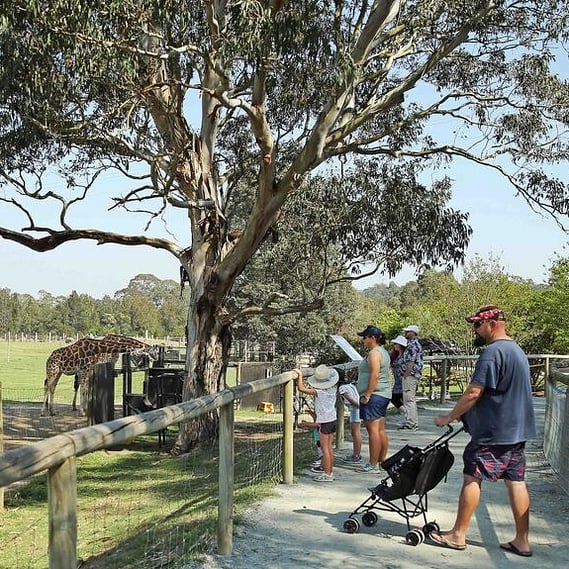 Tourists watching animals at Mogo Wildlife Park